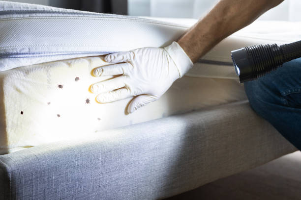 Professional Pest Control in Sanford, CO