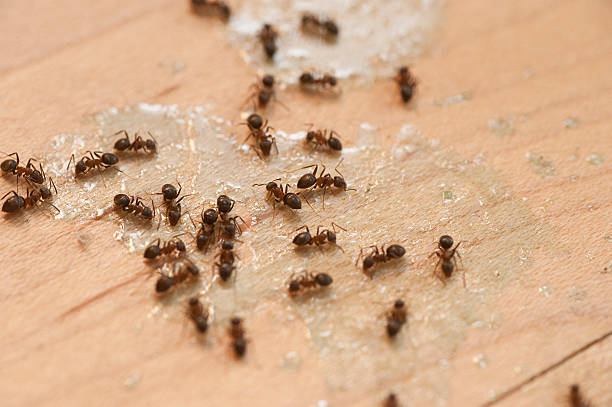 Best Affordable Pest Control Services  in Sanford, CO